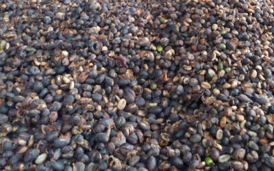 Ini Emas Hitam dari Tangse (1)